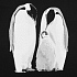 Футболка женская Like a Penguin, черная - Фото 2