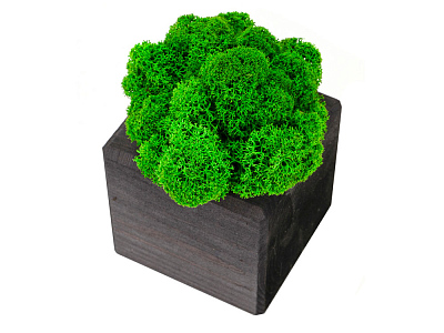 Композиция Мох в интерьере