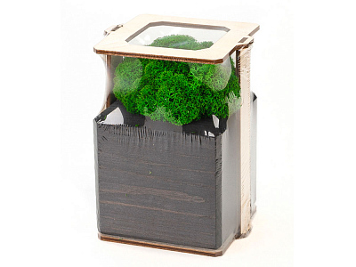 Композиция Мох в интерьере